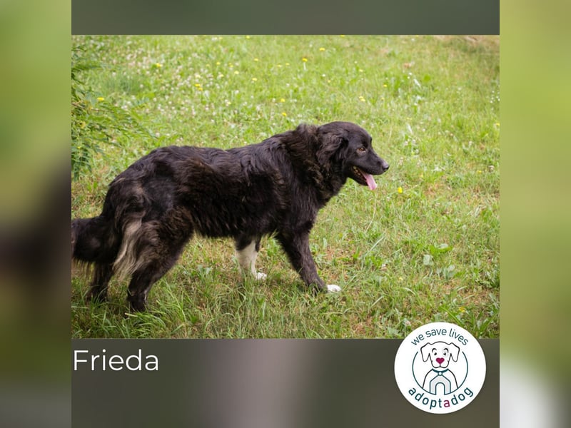 Frieda: Eine liebevolle Frohnatur