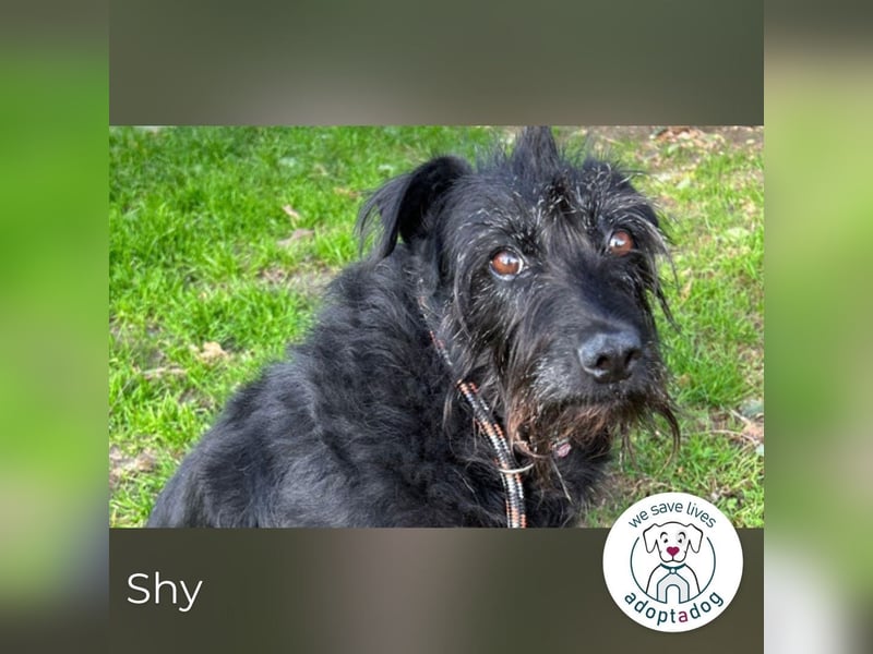 Shy Shani: Sucht geduldige Zweibeiner