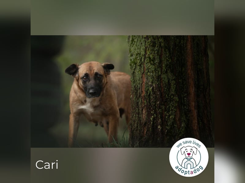 Cari: sucht ein liebevolles Zuhause