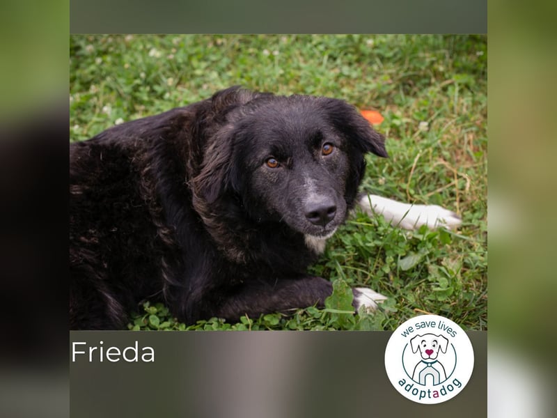 Frieda: Eine liebevolle Frohnatur