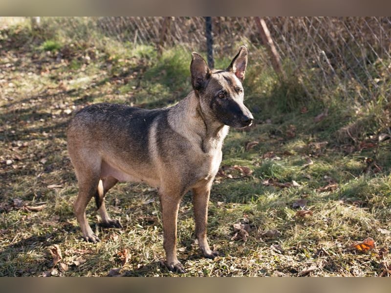 Flower-  Liebevolle Malinois-Mix-Hündin sucht ein geborgenes Zuhause