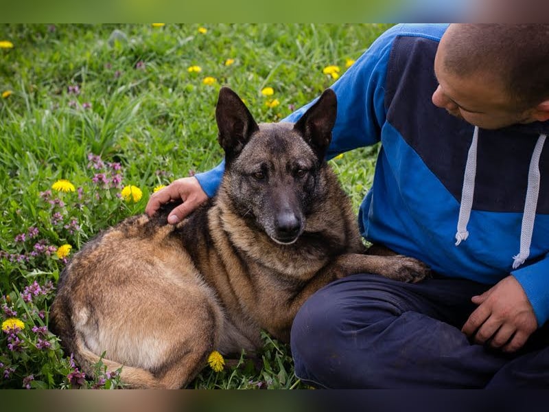 Flower-  Liebevolle Malinois-Mix-Hündin sucht ein geborgenes Zuhause