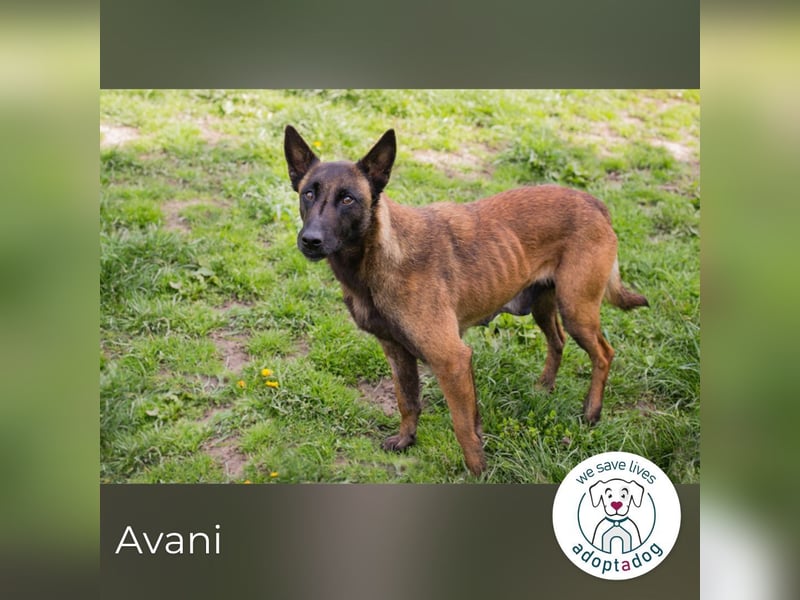 Avani: Kleine Hündin mit großem Herz