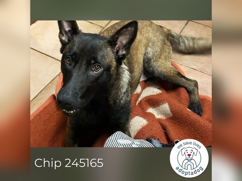 Chip 245165: Sucht ein Zuhause