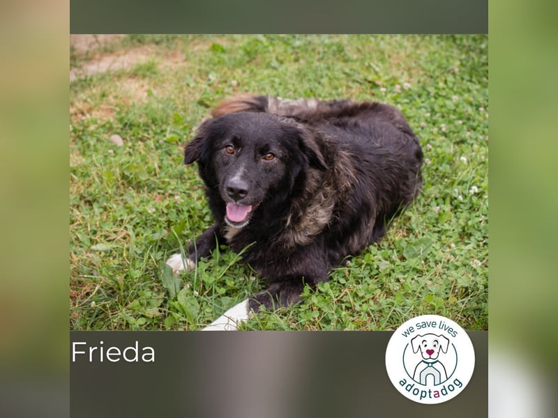Frieda: Eine liebevolle Frohnatur