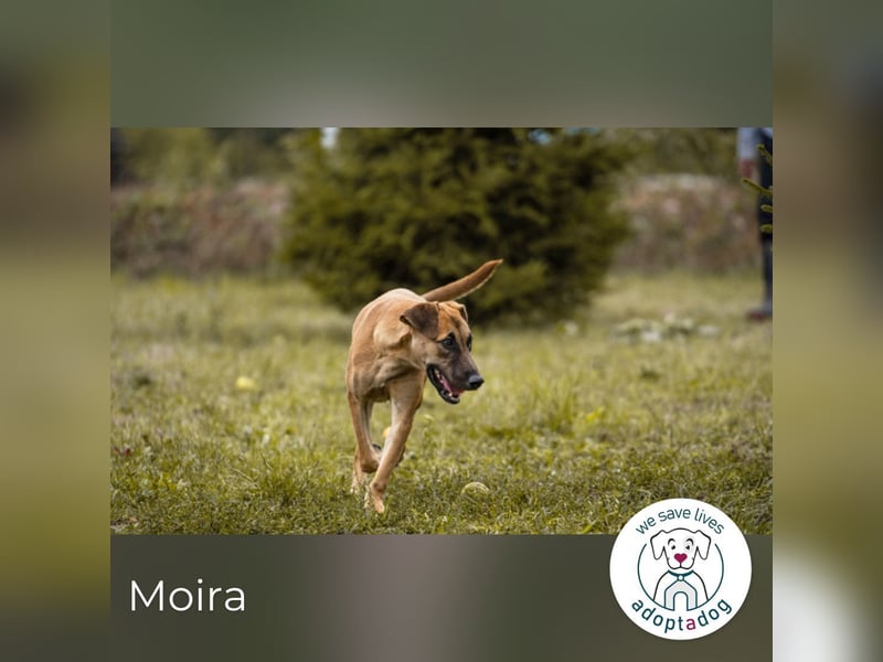 Moira: Fröhlicher Wirbelwind