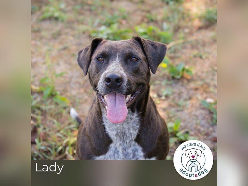 Lady: Ein Hund zum Verlieben