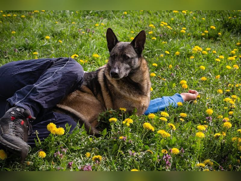 Flower-  Liebevolle Malinois-Mix-Hündin sucht ein geborgenes Zuhause