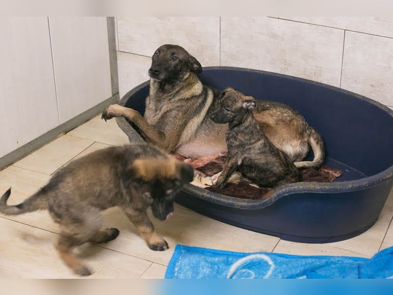 Flower-  Liebevolle Malinois-Mix-Hündin sucht ein geborgenes Zuhause