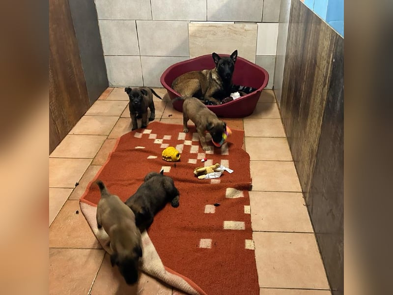 Chip 245165: Sucht ein Zuhause