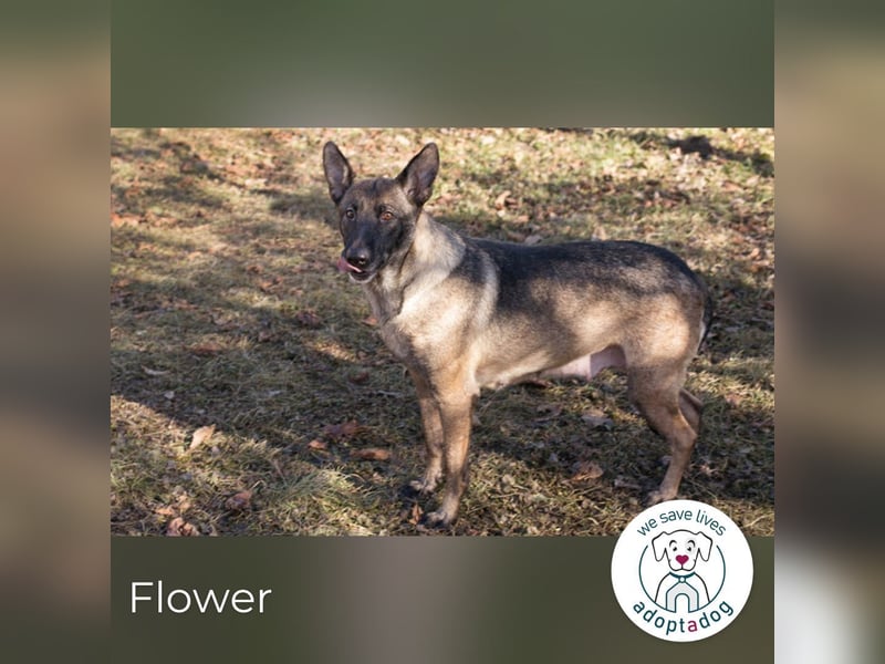 Flower-  Liebevolle Malinois-Mix-Hündin sucht ein geborgenes Zuhause
