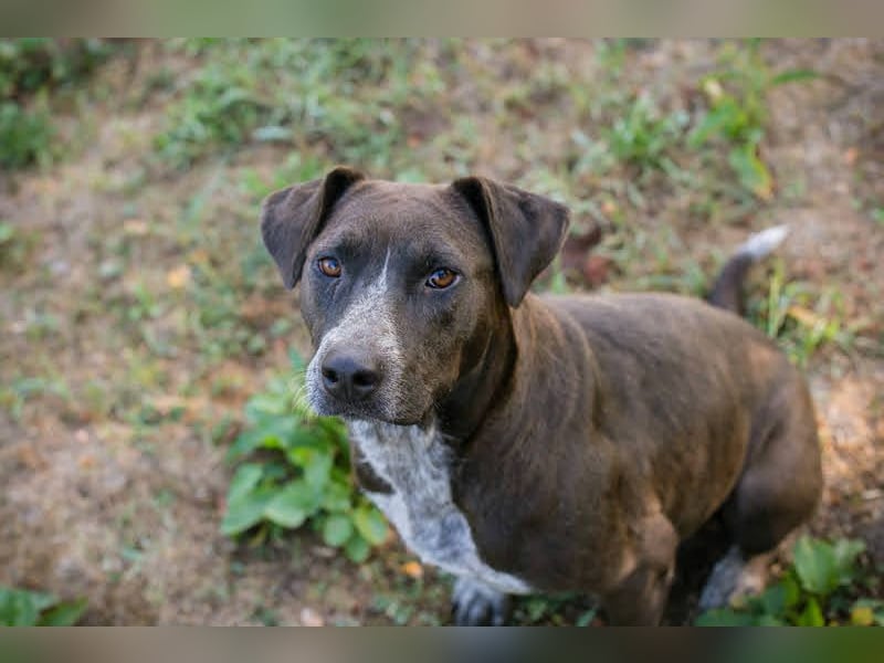 Lady: Ein Hund zum Verlieben