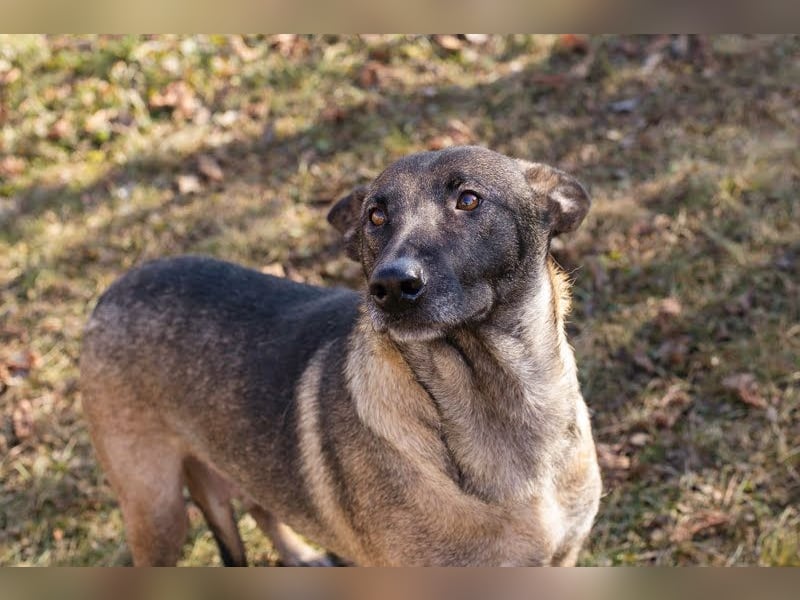 Flower-  Liebevolle Malinois-Mix-Hündin sucht ein geborgenes Zuhause
