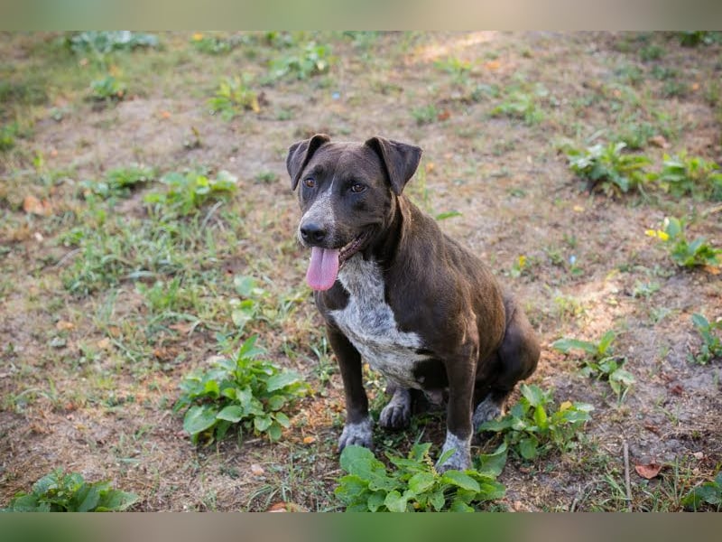 Lady: Ein Hund zum Verlieben