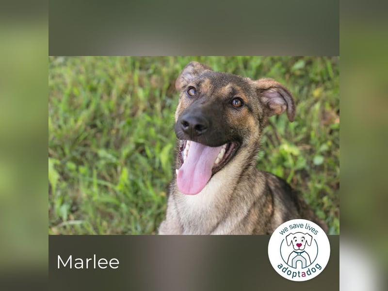 Marlee: Lebensfreude sucht Zuhause