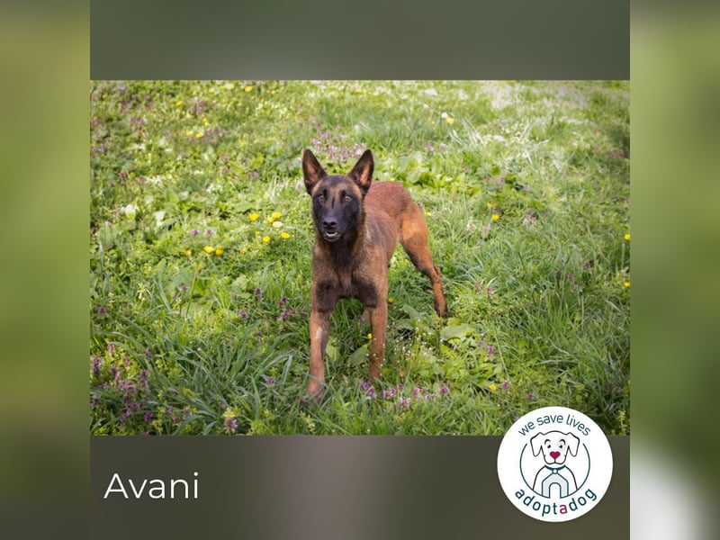 Avani: Kleine Hündin mit großem Herz