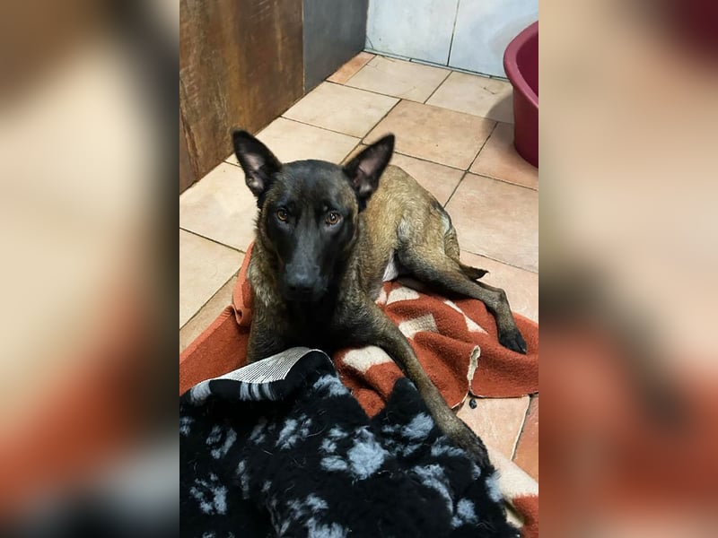 Chip 245165: Sucht ein Zuhause