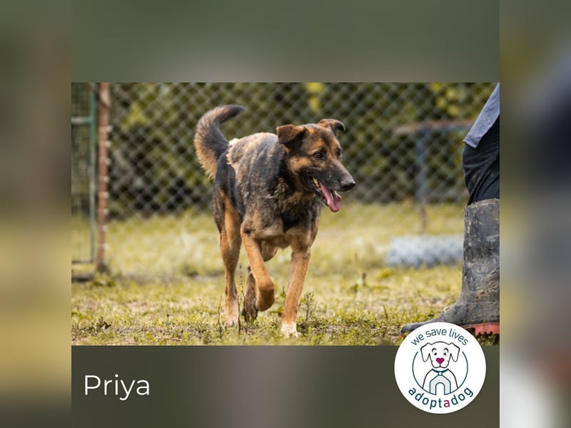 Priya: Schenke mir Liebe!