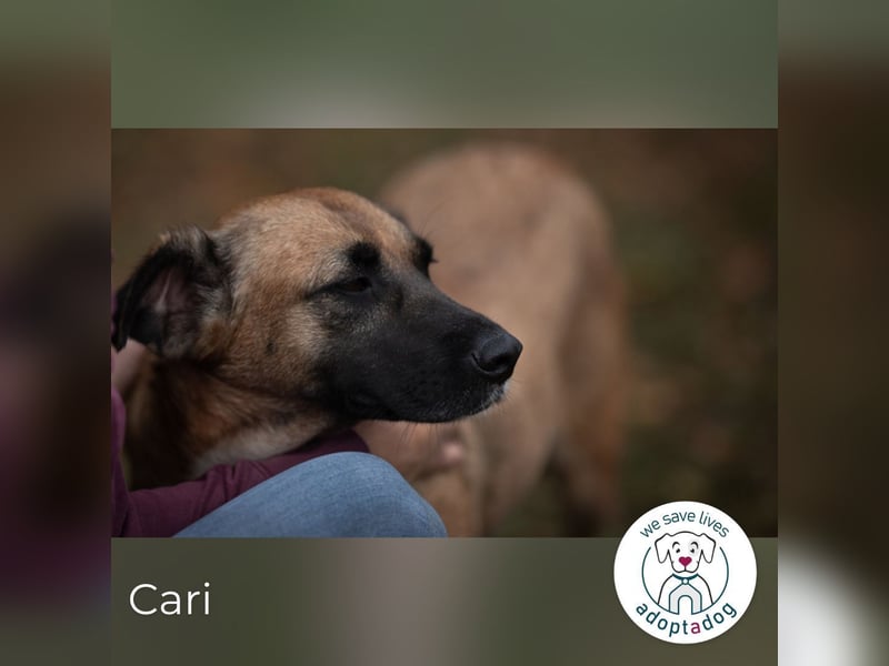Cari: sucht ein liebevolles Zuhause