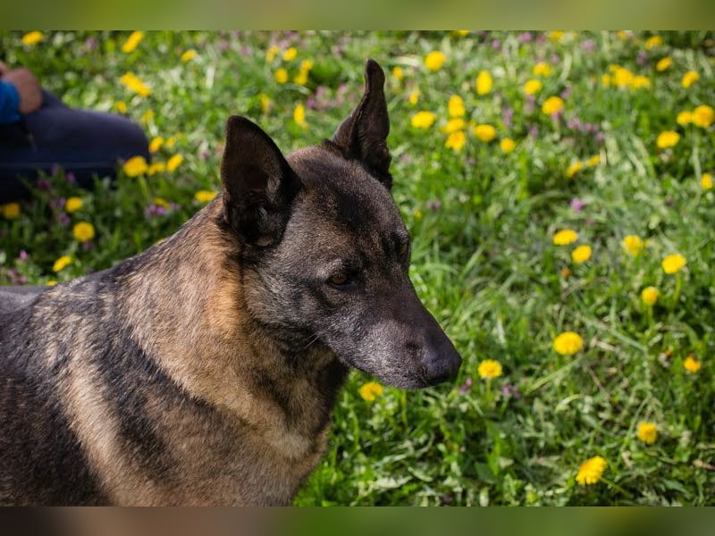 Flower-  Liebevolle Malinois-Mix-Hündin sucht ein geborgenes Zuhause