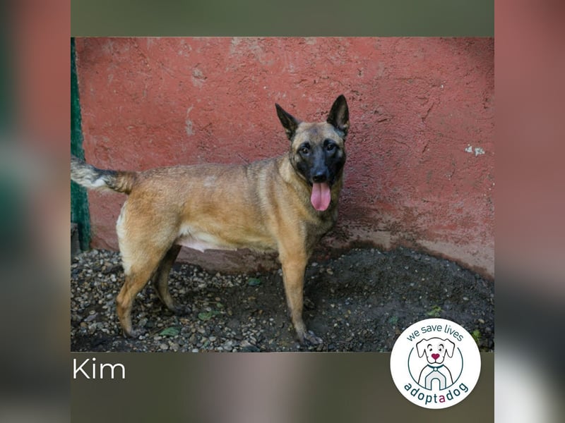 Kim: Menschen mit Geduld, Zeit und Liebe gesucht