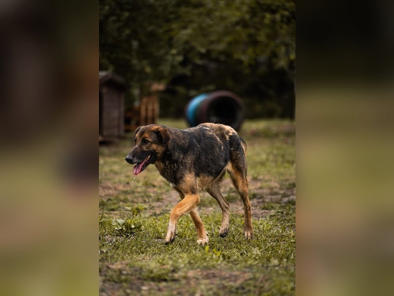 Priya: Schenke mir Liebe!