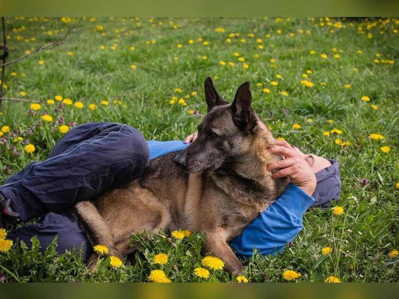 Flower-  Liebevolle Malinois-Mix-Hündin sucht ein geborgenes Zuhause