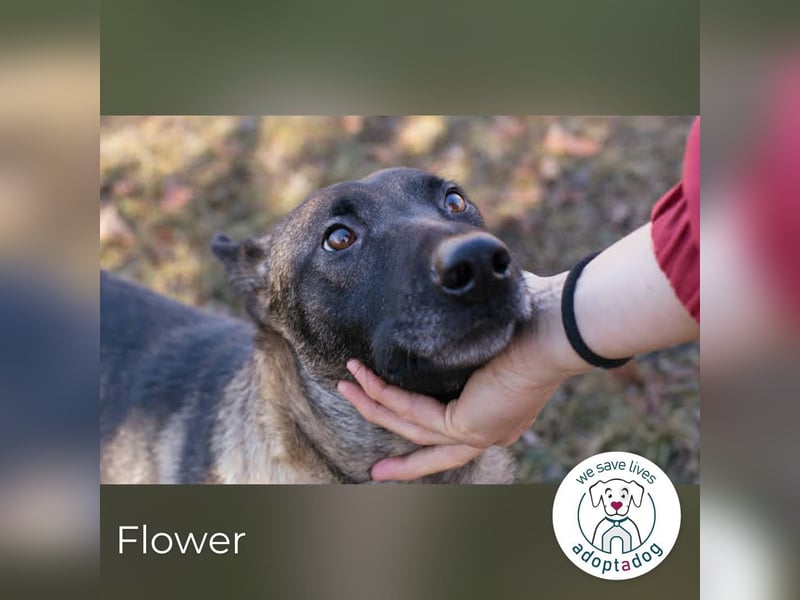 Flower-  Liebevolle Malinois-Mix-Hündin sucht ein geborgenes Zuhause