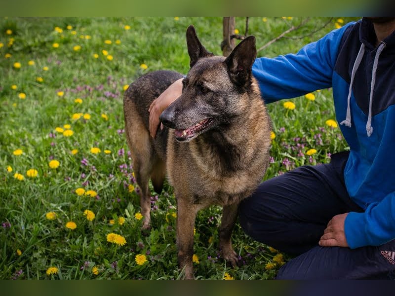 Flower-  Liebevolle Malinois-Mix-Hündin sucht ein geborgenes Zuhause
