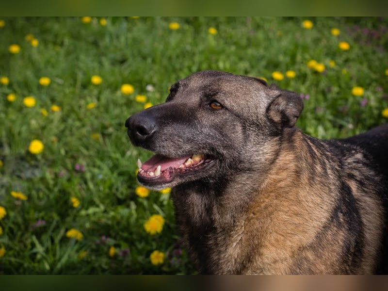Flower-  Liebevolle Malinois-Mix-Hündin sucht ein geborgenes Zuhause