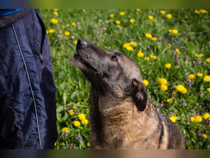 Flower-  Liebevolle Malinois-Mix-Hündin sucht ein geborgenes Zuhause