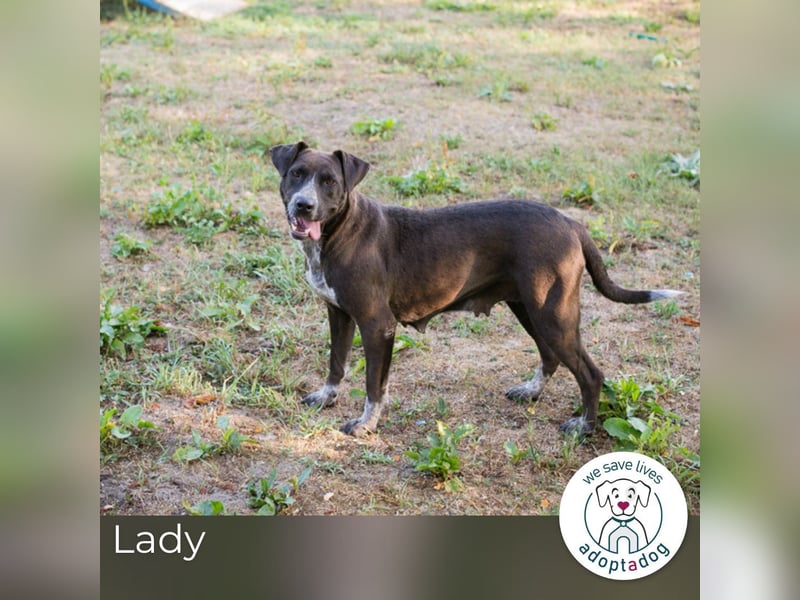 Lady: Ein Hund zum Verlieben
