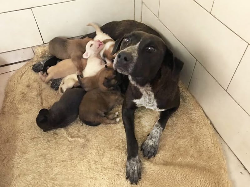 Lady: Ein Hund zum Verlieben