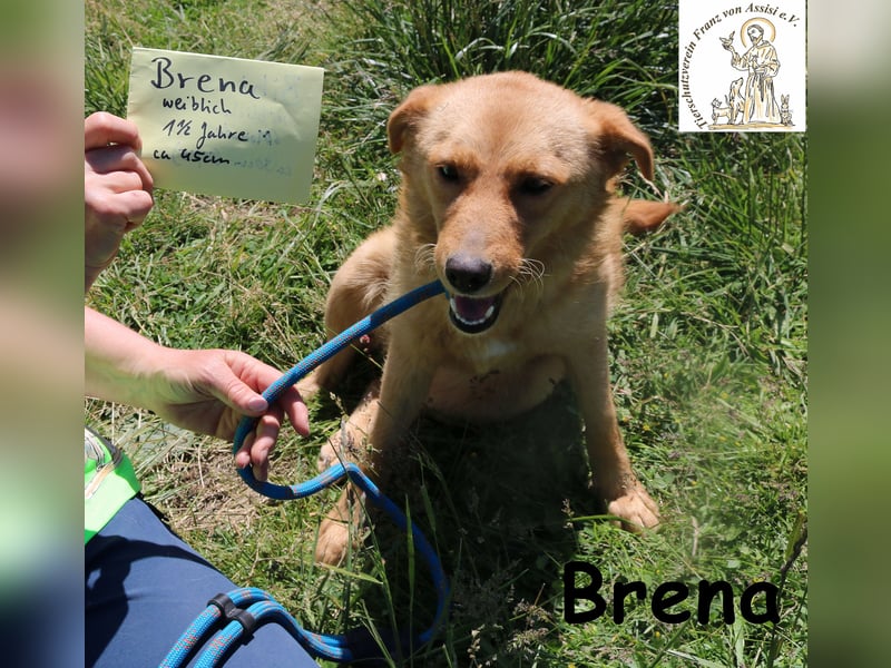 Brena - Sanftmut im weichen Fell