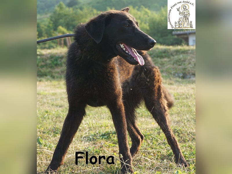Flora – ein Sonnenschein, der dein Leben aufhellen wird!
