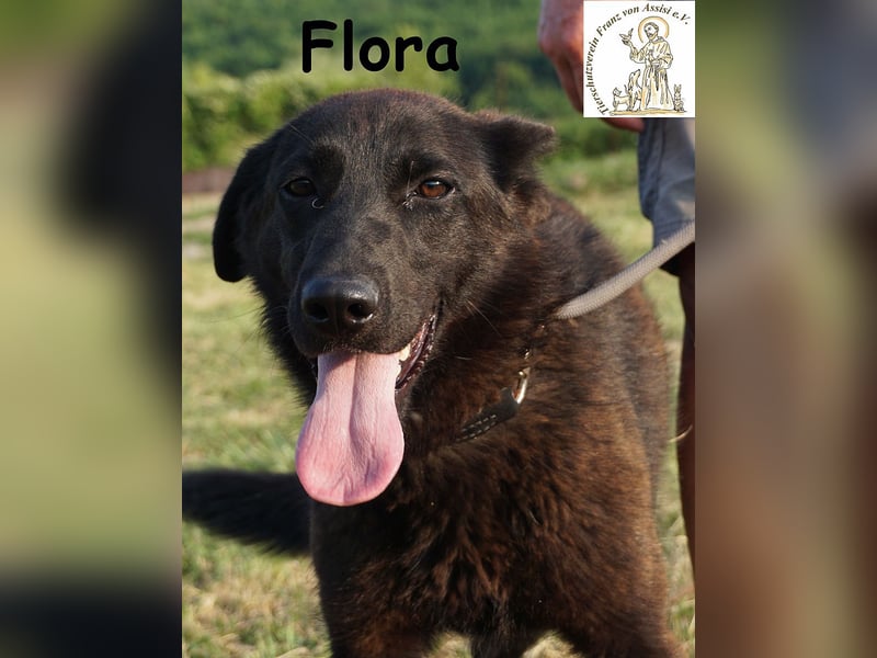 Flora – ein Sonnenschein, der dein Leben aufhellen wird!
