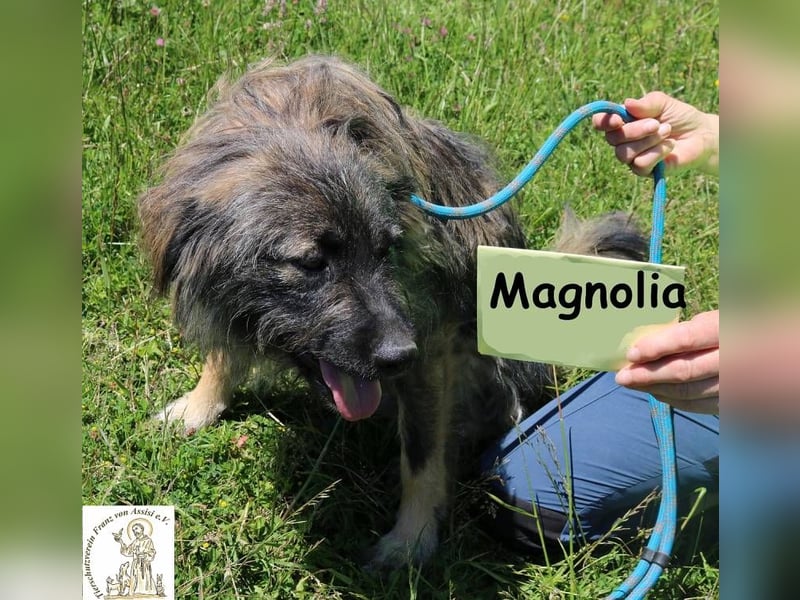 Magnolia – Ein Engel auf drei Beinen