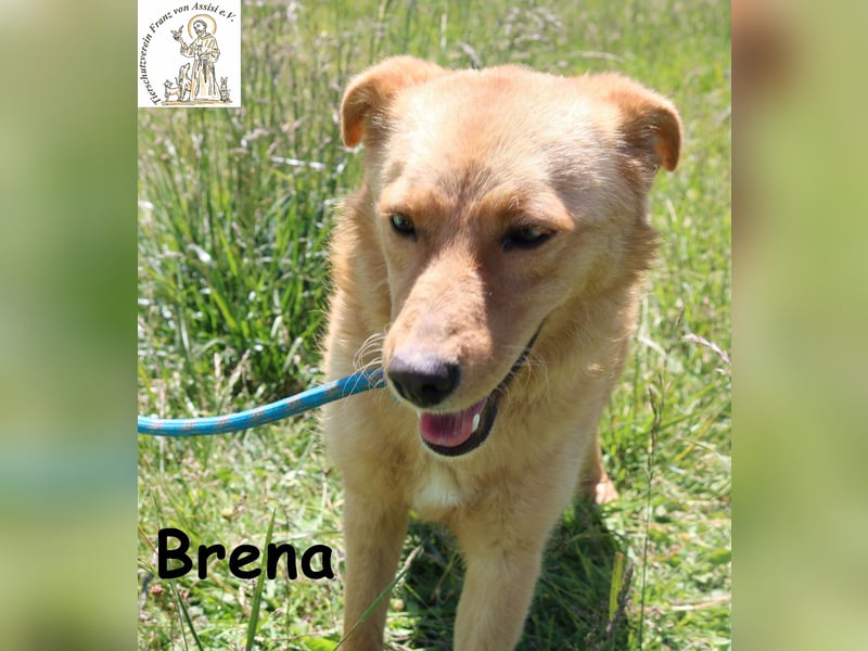 Brena - Sanftmut im weichen Fell