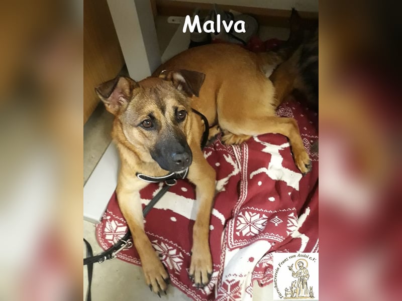 Malva – hübsche Junghündin sucht ihr Zuhause