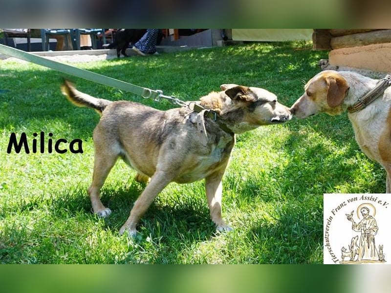 Milica – Endlich wälzen im Gras, endlich frei – mit Dir!