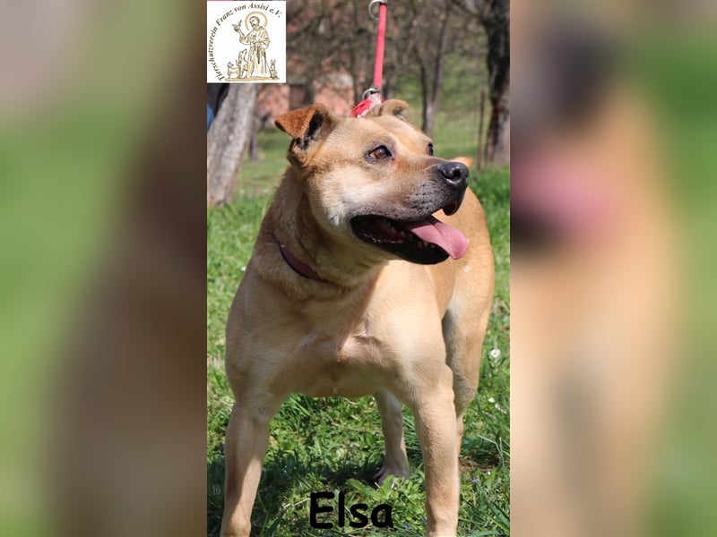 Elsa – die Prinzessin