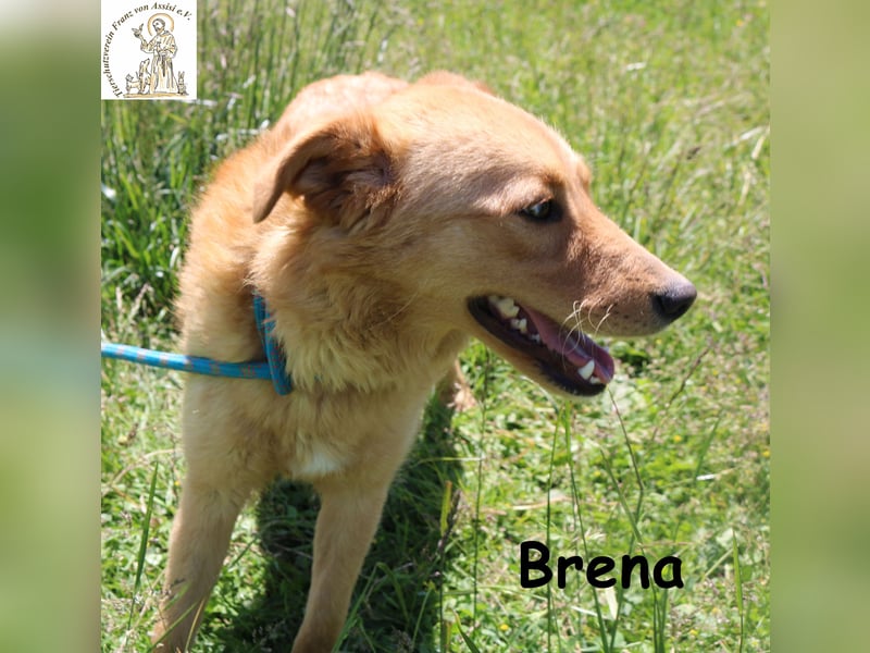 Brena - Sanftmut im weichen Fell
