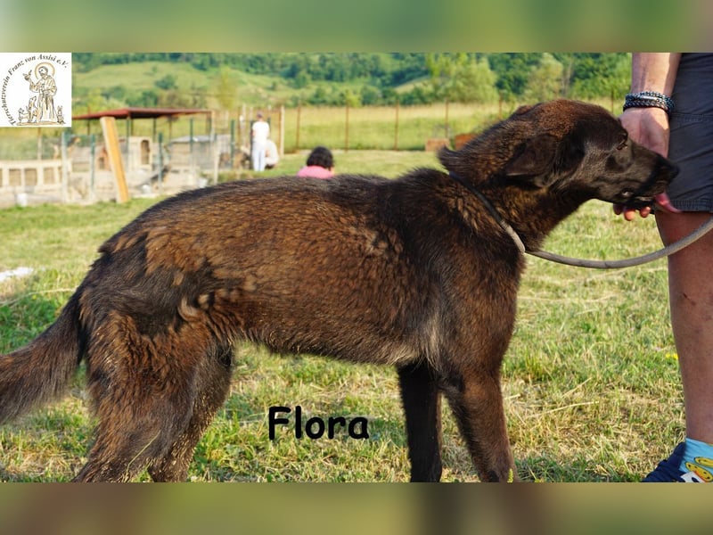 Flora – ein Sonnenschein, der dein Leben aufhellen wird!