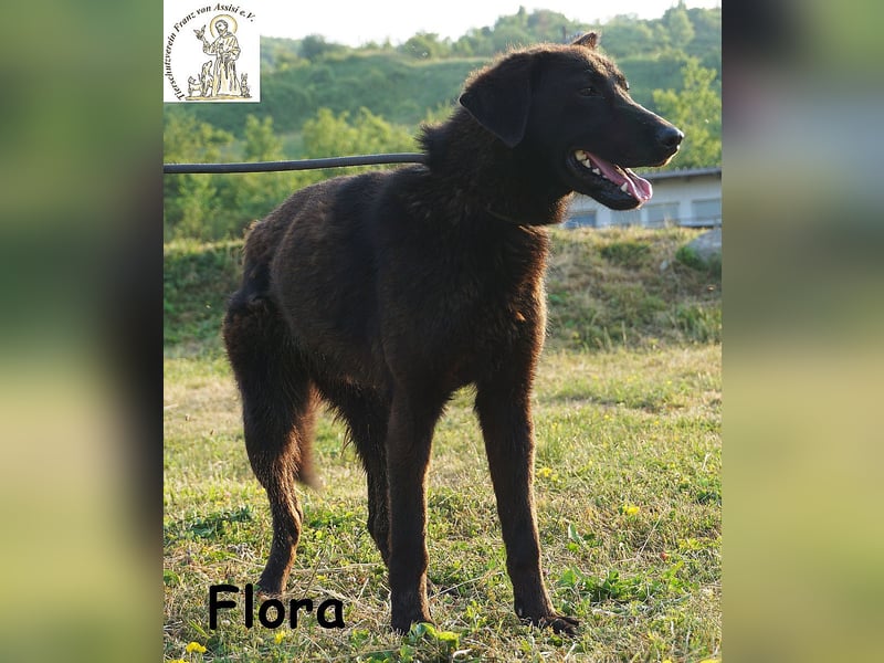 Flora – ein Sonnenschein, der dein Leben aufhellen wird!