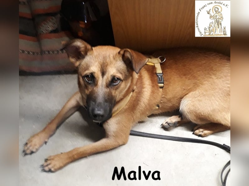 Malva – hübsche Junghündin sucht ihr Zuhause