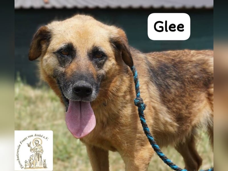 Glee – Ruhe, Herz und Abenteuerlust in einem Fellpaket!