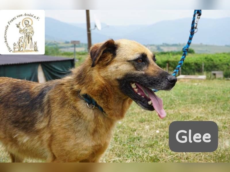 Glee – Ruhe, Herz und Abenteuerlust in einem Fellpaket!