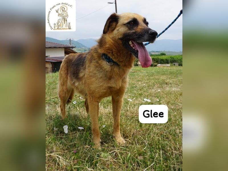 Glee – Ruhe, Herz und Abenteuerlust in einem Fellpaket!