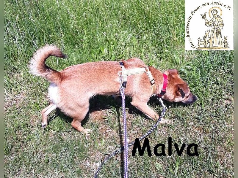 Malva – hübsche Junghündin sucht ihr Zuhause