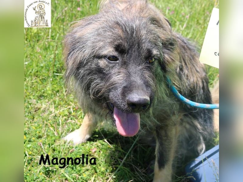 Magnolia – Ein Engel auf drei Beinen